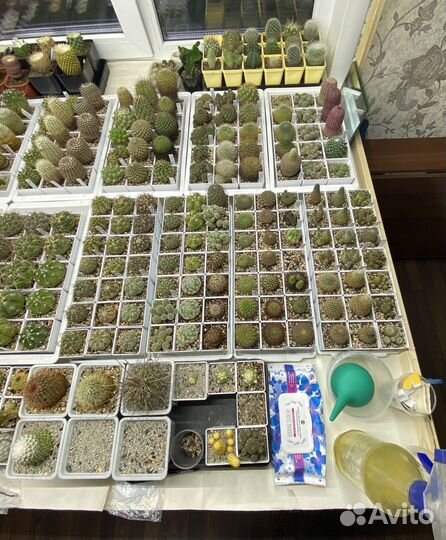 Кактусы коллекция цветущие редкие почтой