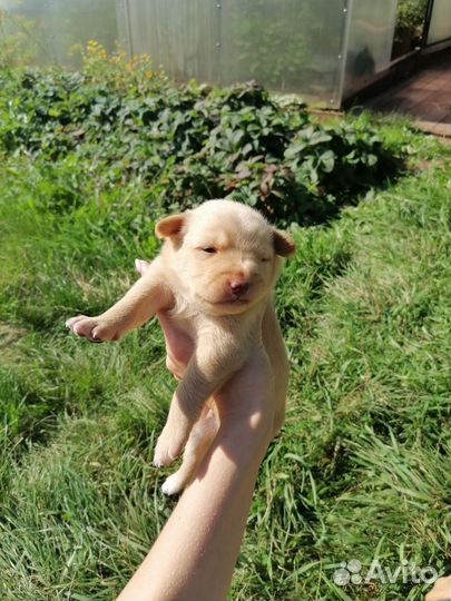 Продам щенка