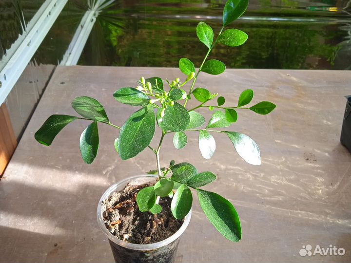 Мурайя метельчатая, с плодами и бутонами