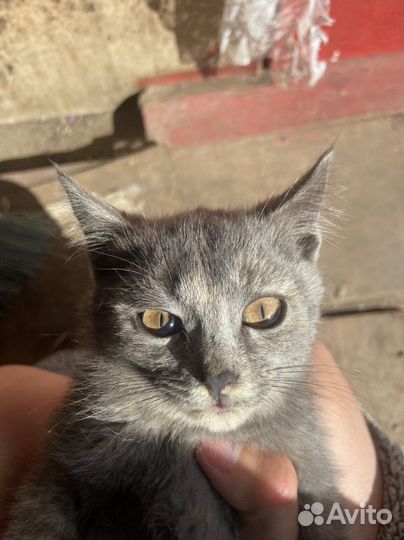 Котенок в дар