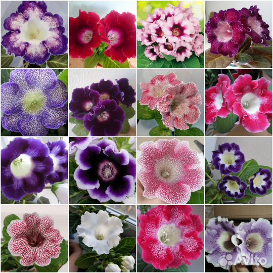 Семена Глоксиний и Тидей по почте