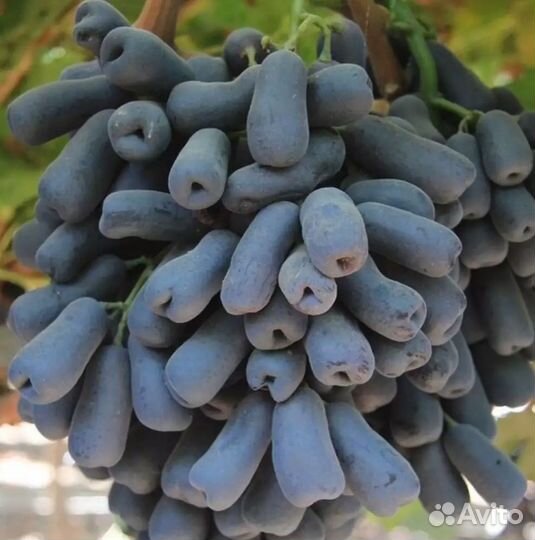 Саженцы Винограда кишмиш Аватар новинка