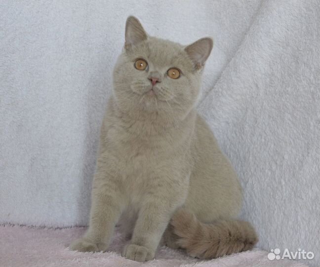 Британская кошка