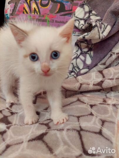 Турецкая ангора