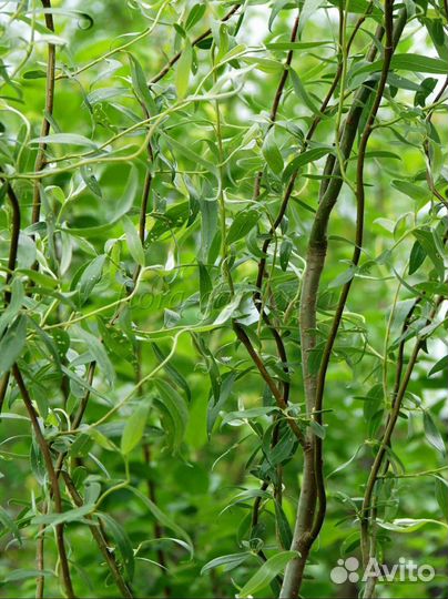 Ива извилистая Свердловская