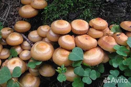 Опята летние дома и на даче