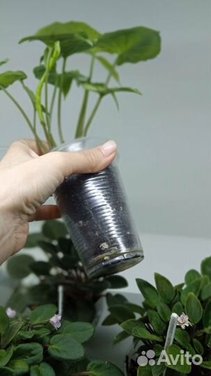 Сингониум Фриклес