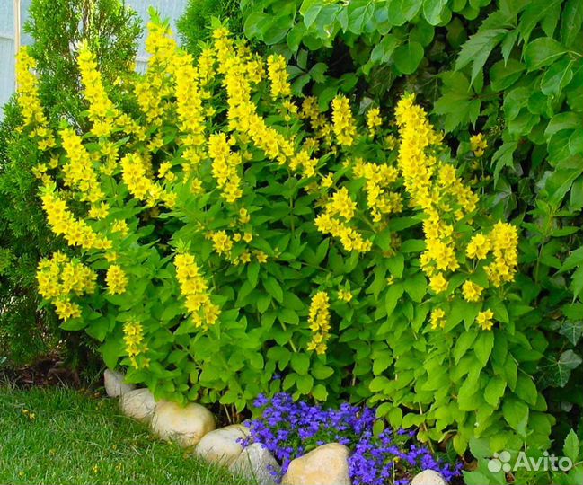 Многолетник. Вербейник. Рассада (делянка)