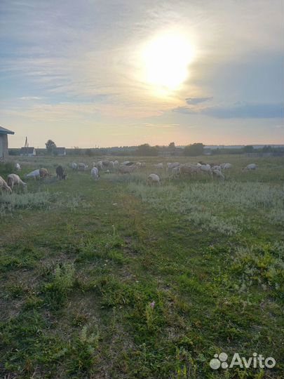 Зааненские, альпийские козы