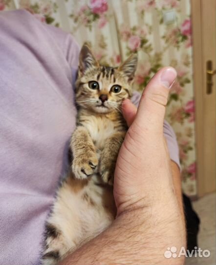 Котенок в добрые руки