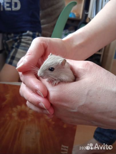 Монгольскии песчанки