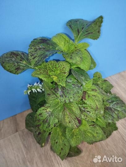 Комнатные растения