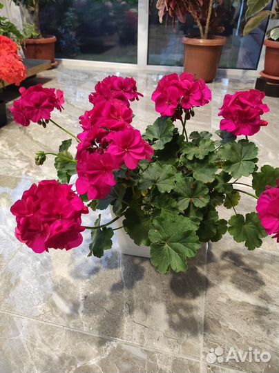 Герань пеларгония