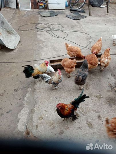 Куры бентамки