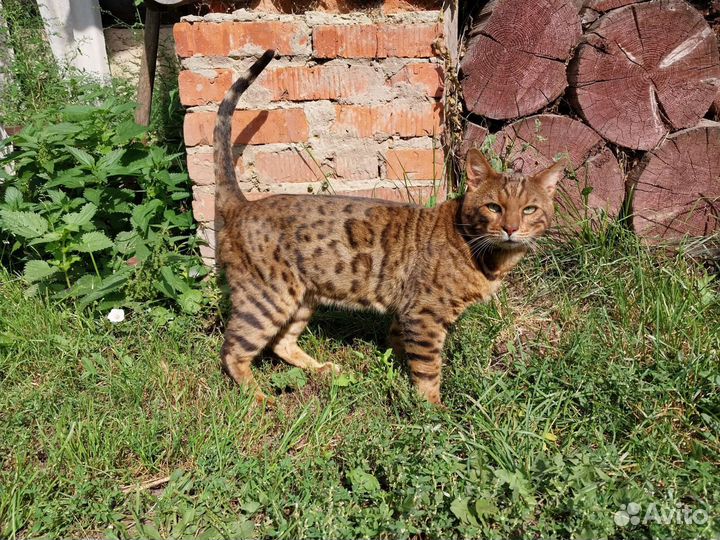 Бенгальский кот вязка