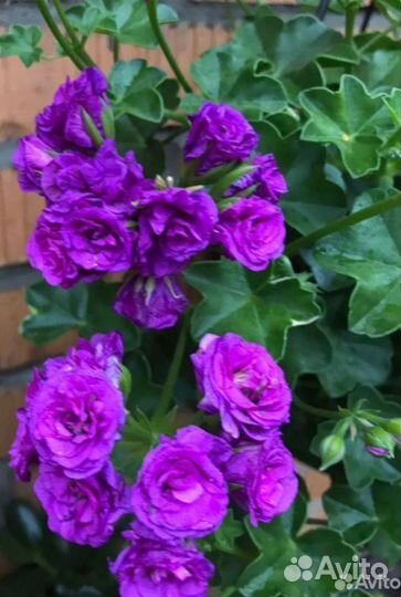 Плющелистная, ампельная пеларгония