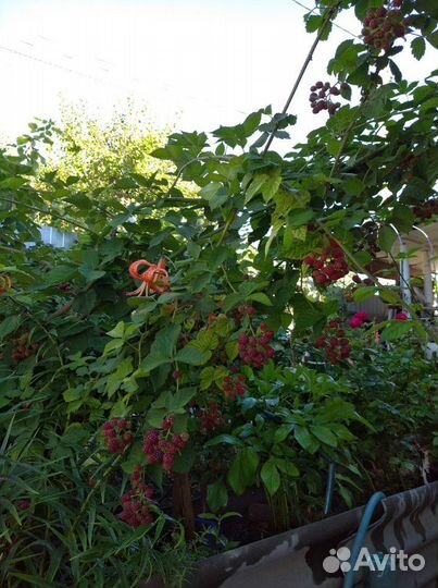 Ежевика, ежемалина