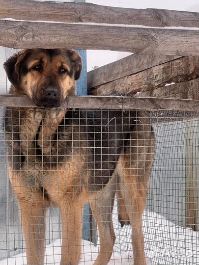 Собака в добрые руки