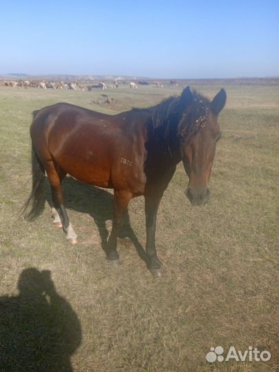 Жребая кобыла