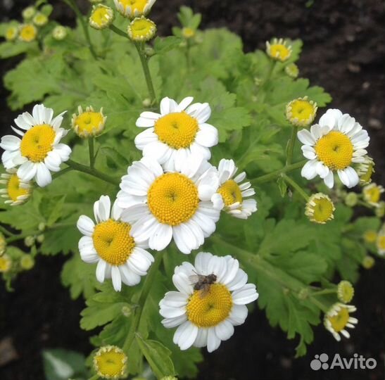 Хризантема Ромашки Гайлардия