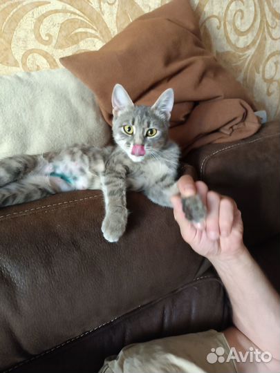 Кошка ищет дом