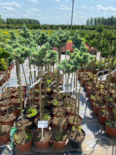 Растения на штамбе