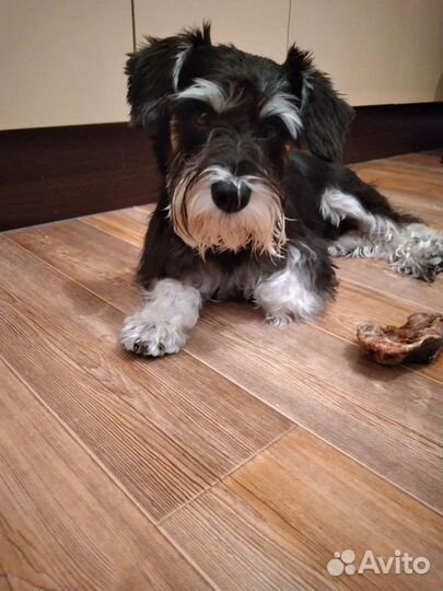 Передержка домашних животных, дрессировка