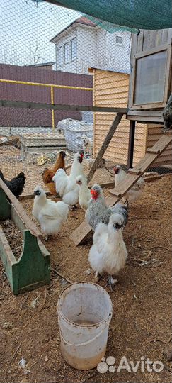 Петухи порода китайская шелковая