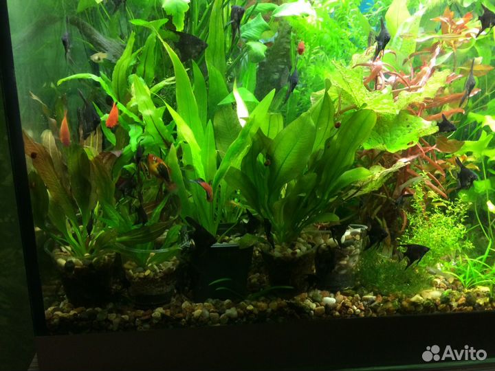 Аквариумные растения