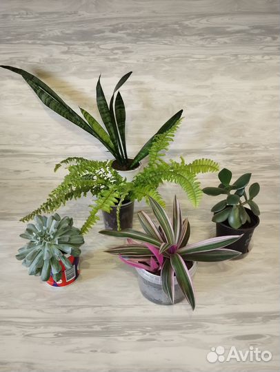 Цветы комнатные