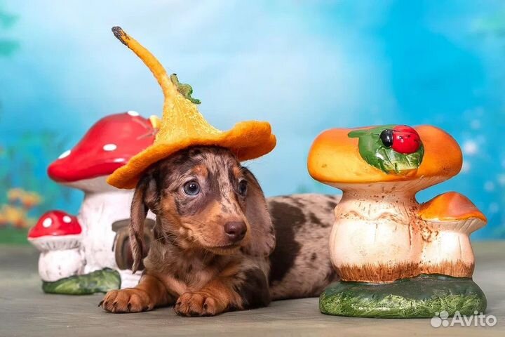 Миниатюрная моаморная такса мальчик