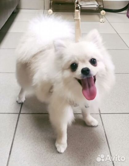 Шпицуля принцесса с документами РКФ. Без брака