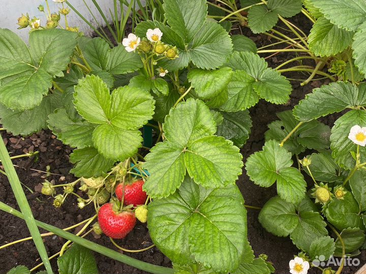 Клубника ремонтантная рассада