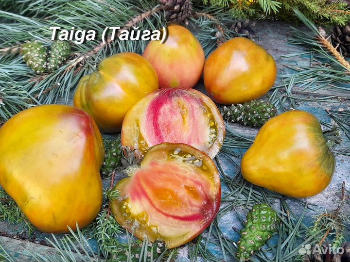 Семена томатов