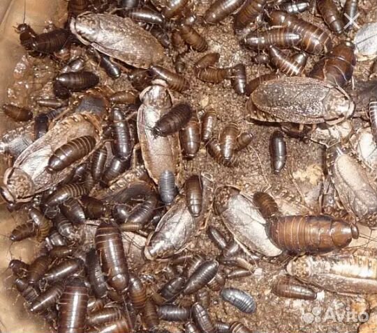 Мраморный (пепельный) таракан