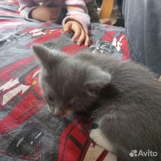 Котята турецкой ангоры
