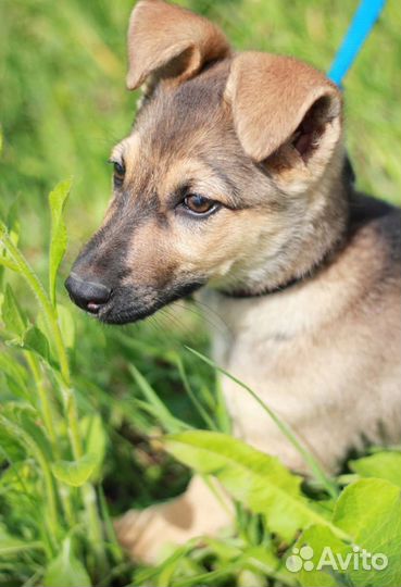 Собака в добрые руки щенок