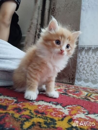 Отдаём 2 котят