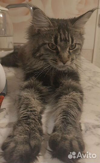 Вязка кошки мейн-кун