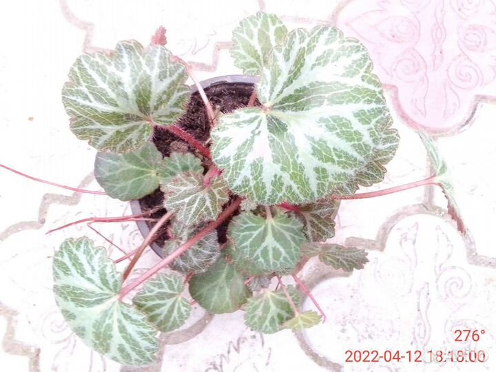 Камнеломка