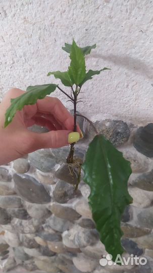 Гибискус Купера