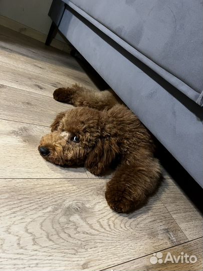 Малый пудель мальчик