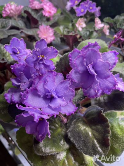 Фиалка Blue Dragon