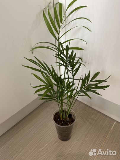 Диффенбахии, Пальмы, Драцена