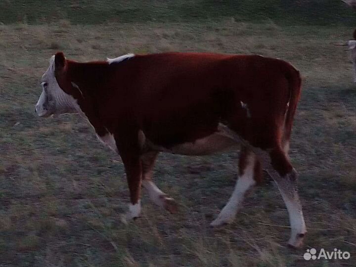 Один бык 7 месяцев и Одна телка 13 месяца