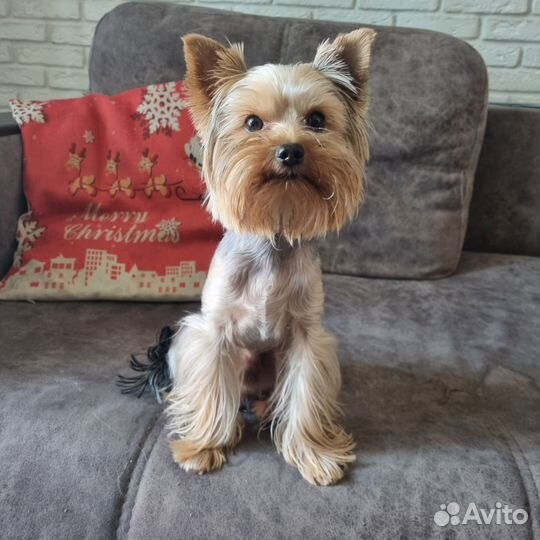 Йоркширский терьер вязка