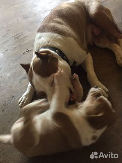 Собаки щенки