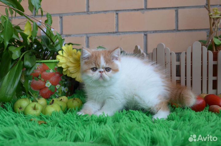 Сладкий толстячок экзот