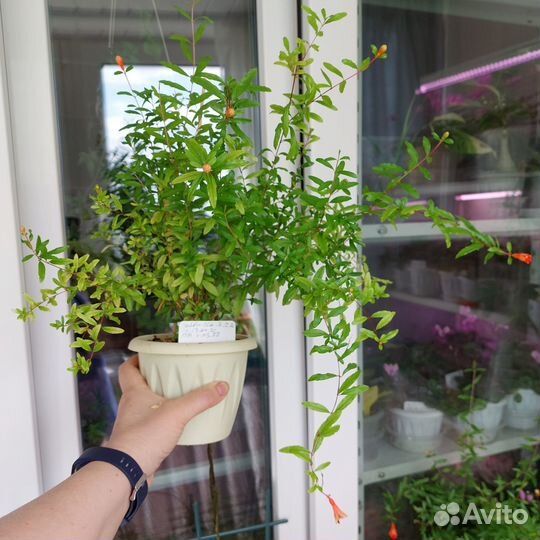 Гранат карликовый комнатный Бейби, 3 ствола