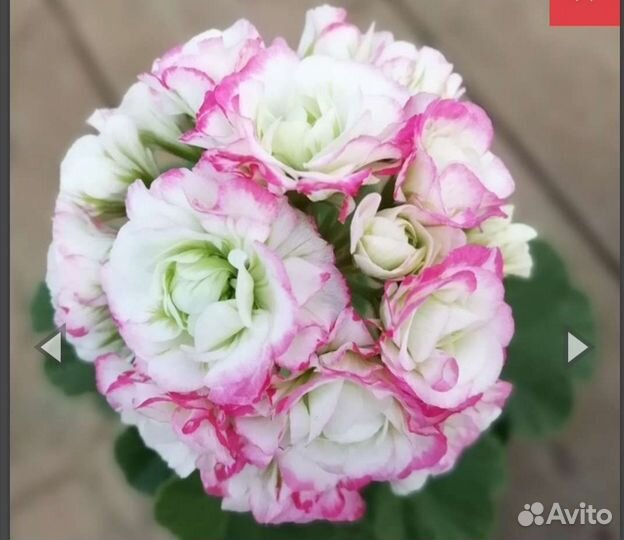 Пеларгонии розебудные